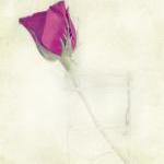 Rustic Red Rose in Mason Ja..