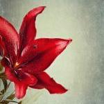 Red Lily Flower Photography..