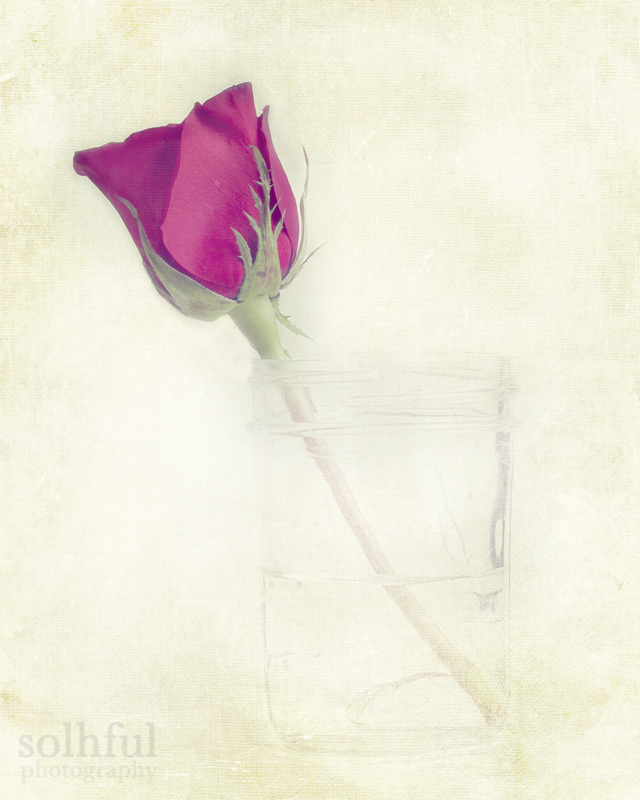 Rustic Red Rose in Mason Jar Art Photography, 8x10 Print